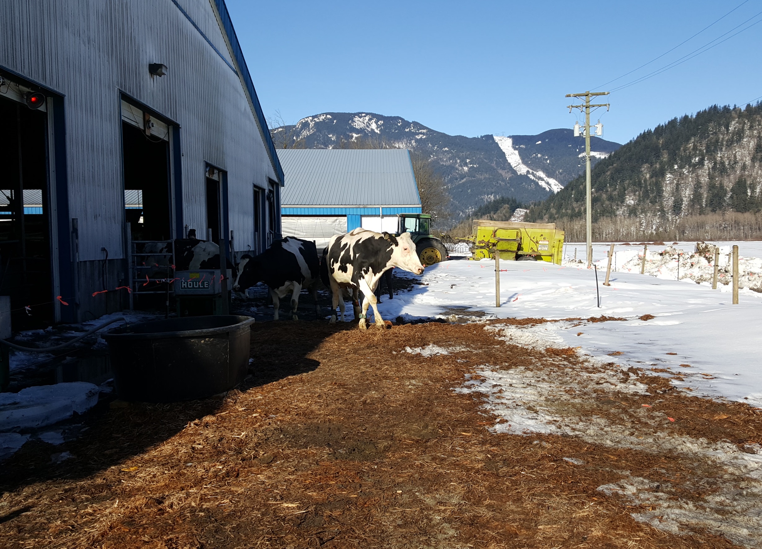 01-first-cows-come-out