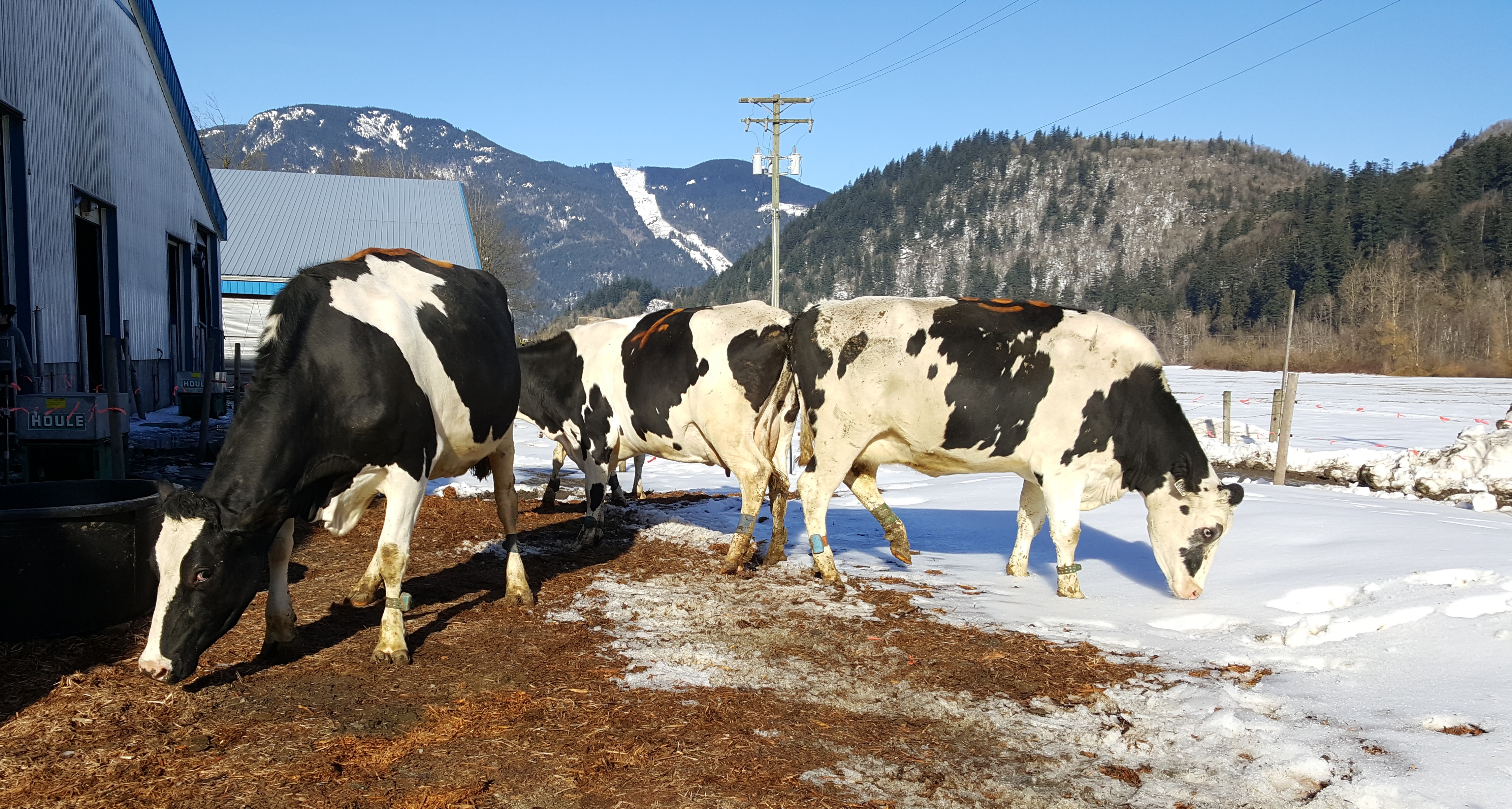 03-checking-out-pack-and-snow