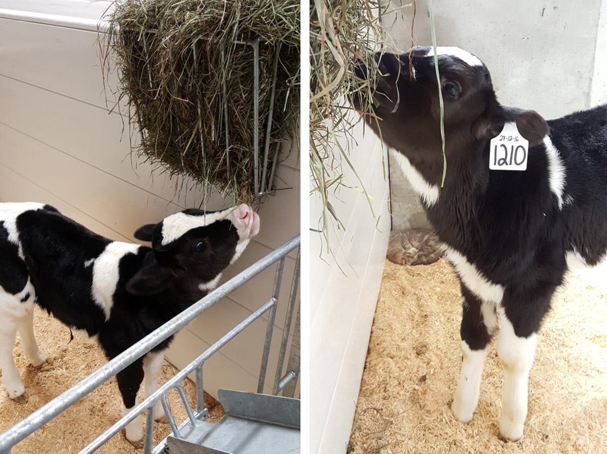 calf-hay
