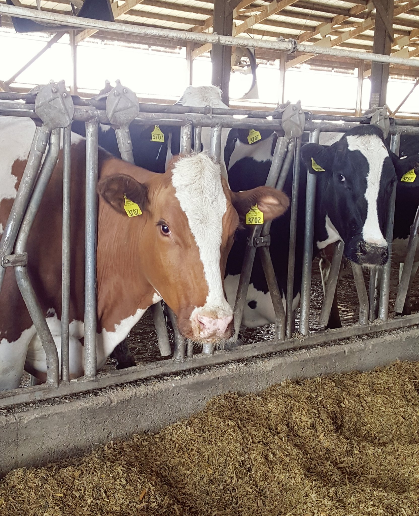 Sunburst Dairy